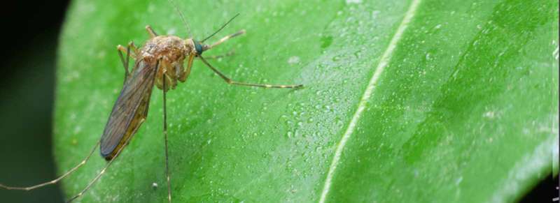 Stink Bug Treatment