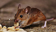 24 Hour & Emergency Exterminators in Ambassador I C Foundation, CA